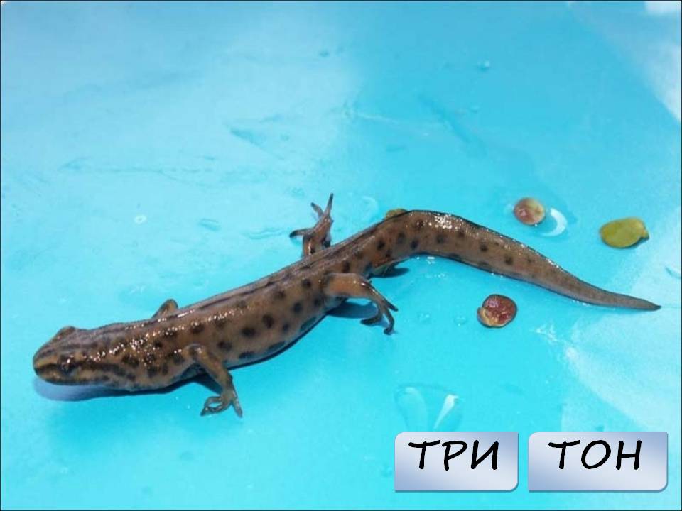 Тон