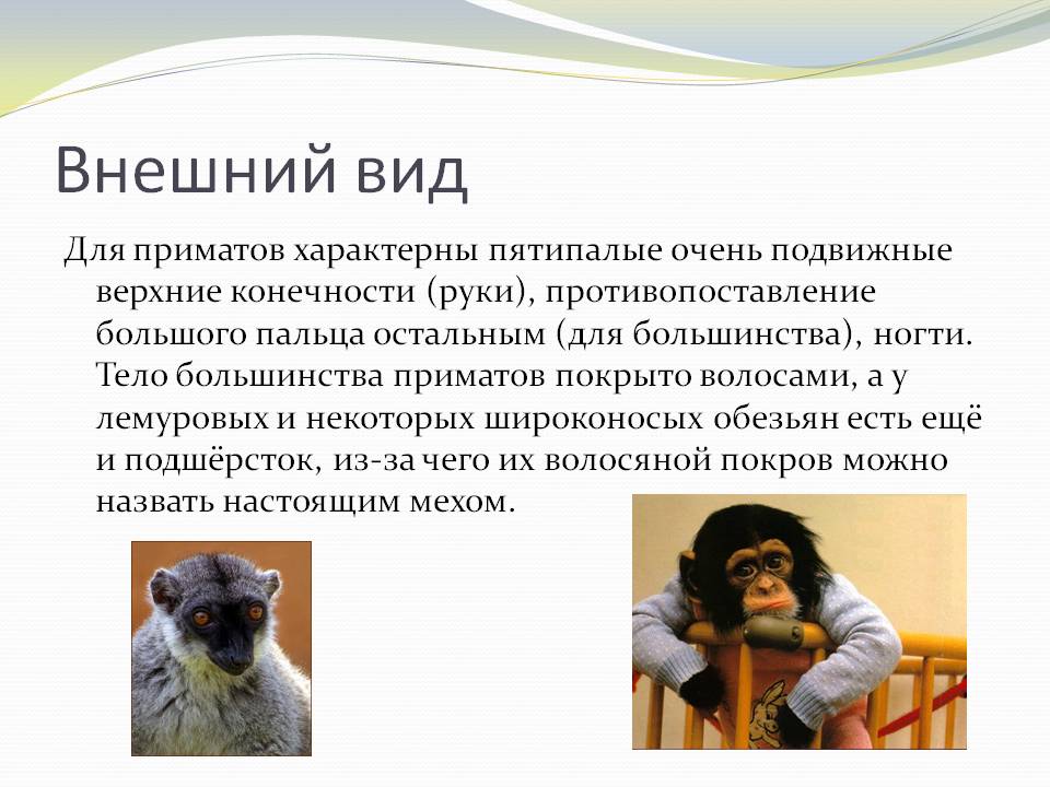 Внешний вид