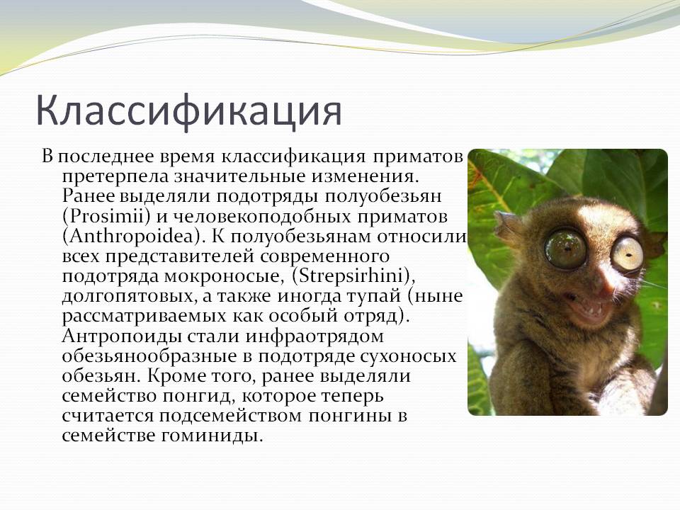 Классификация приматов претерпела значительные изменения