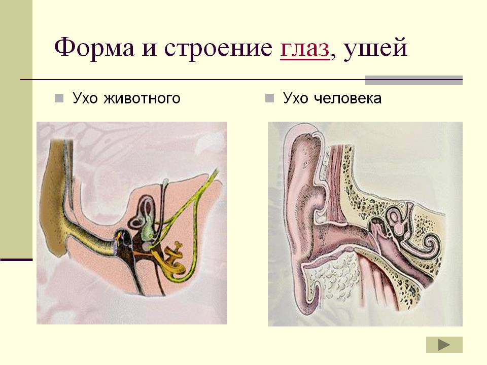Форма и строение глаз, ушей