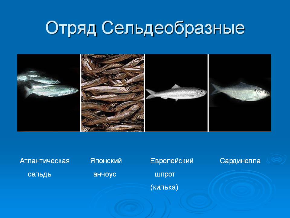 Отряд Сельдеобразные
