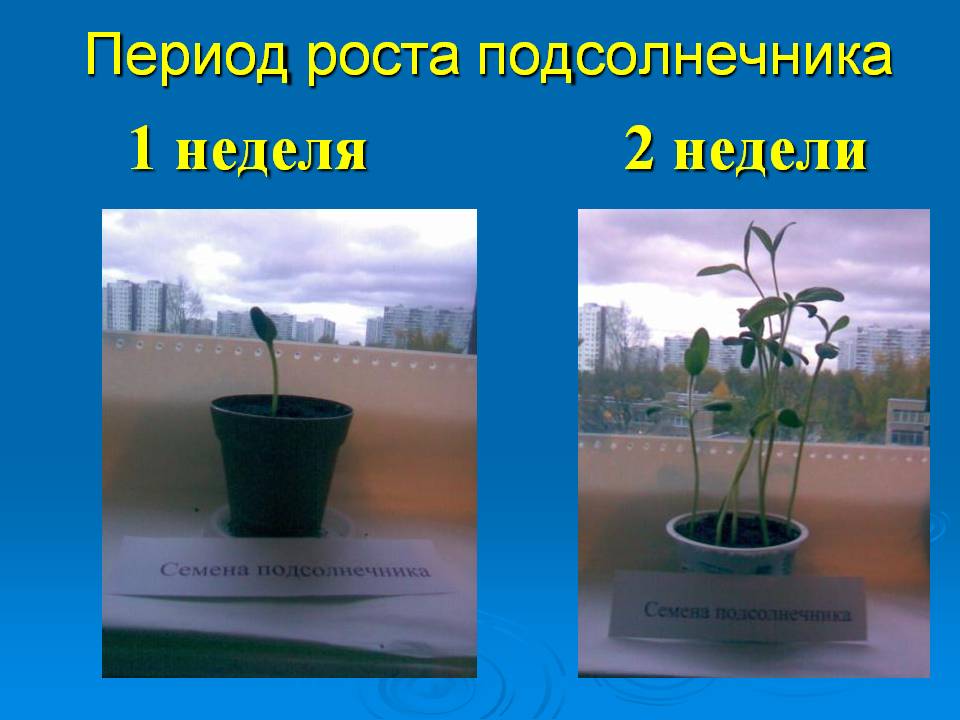 2 недели