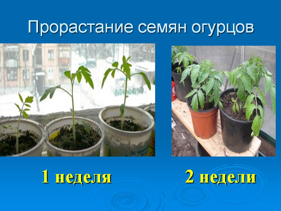 1 неделя