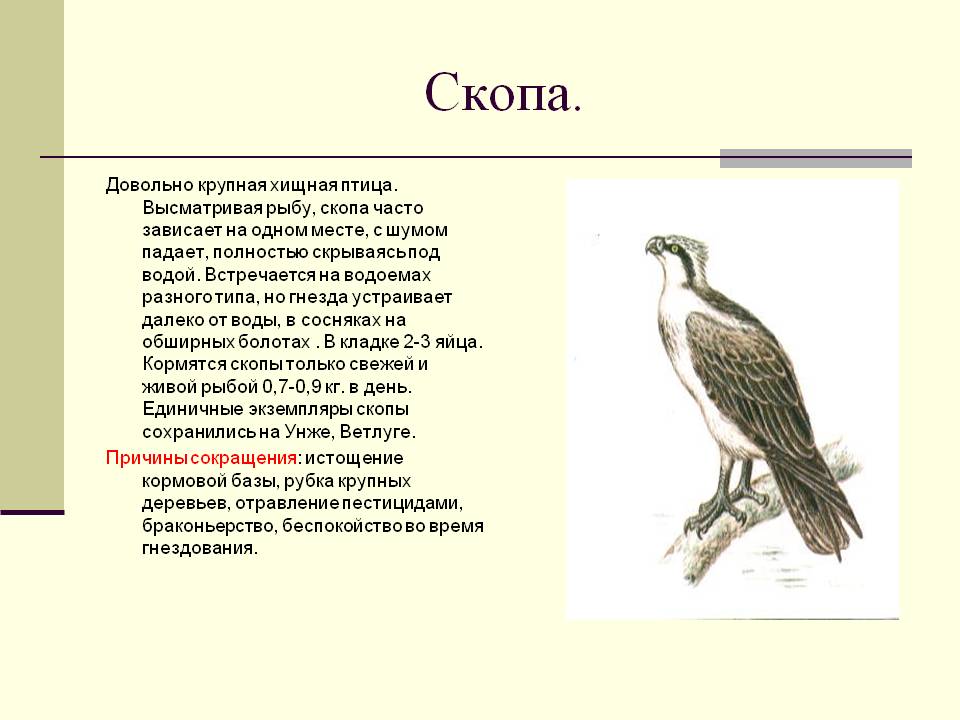 Скопа