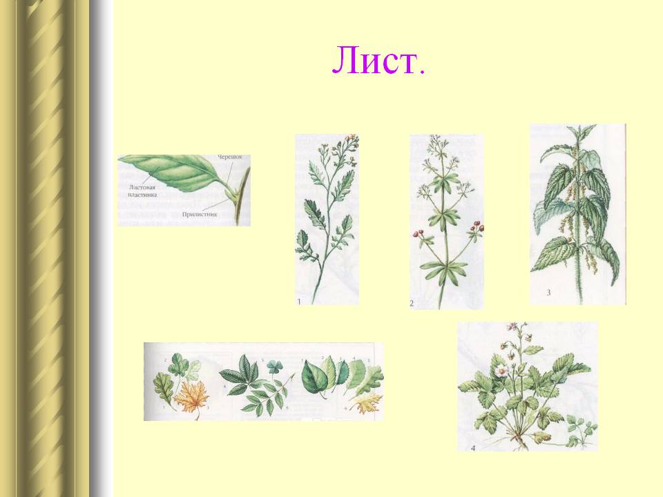 Лист