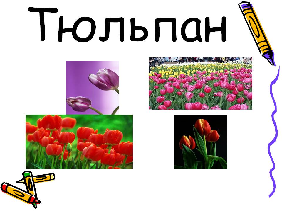 Тюльпан