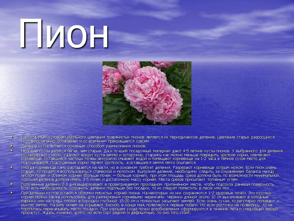 Необходимым условием обильного цветения травянистых пионов является их периодическое деление