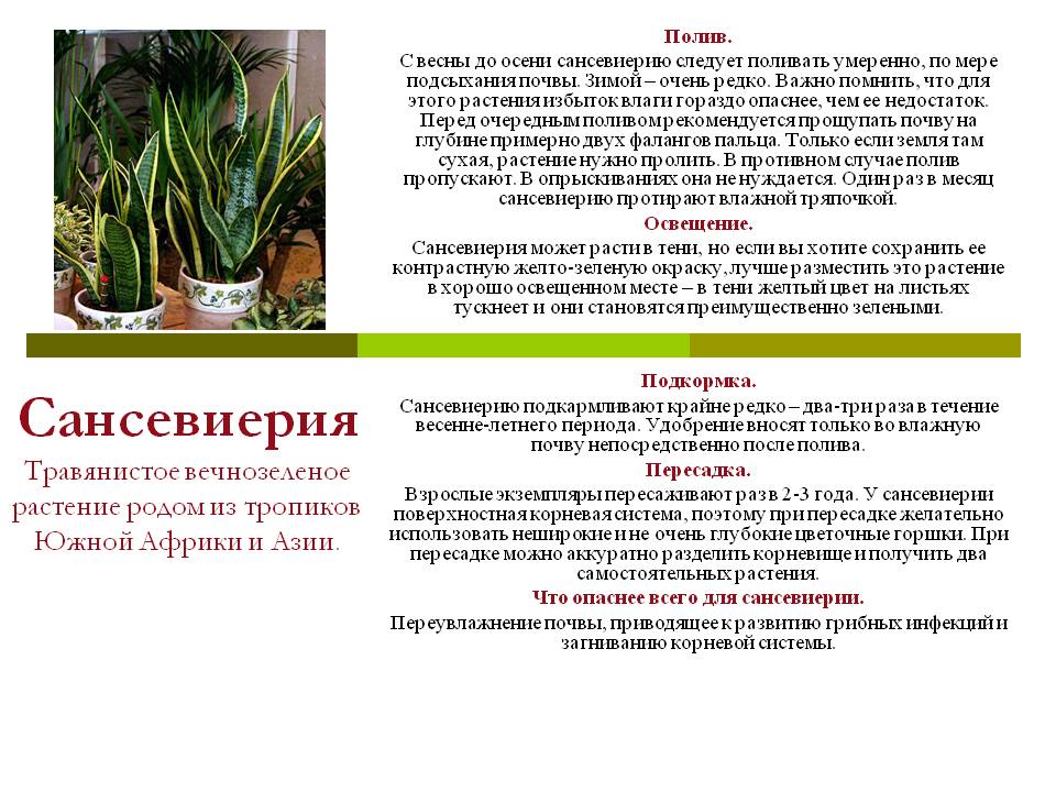 Сансевиерия