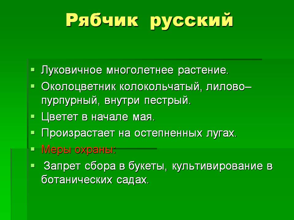 Рябчик русский