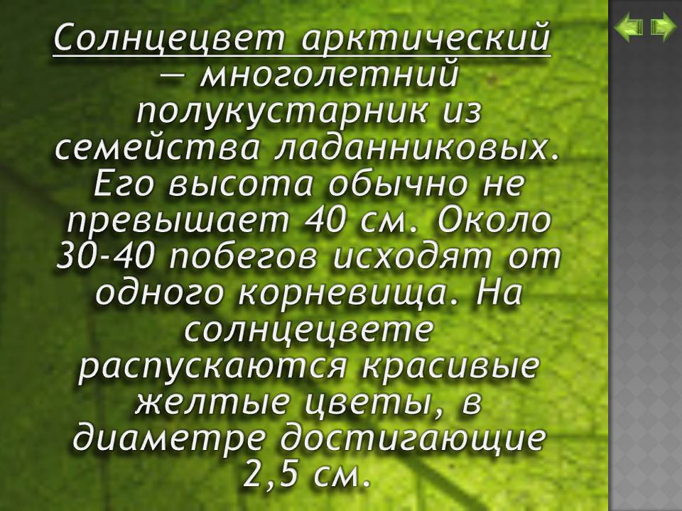 Солнцецвет арктический