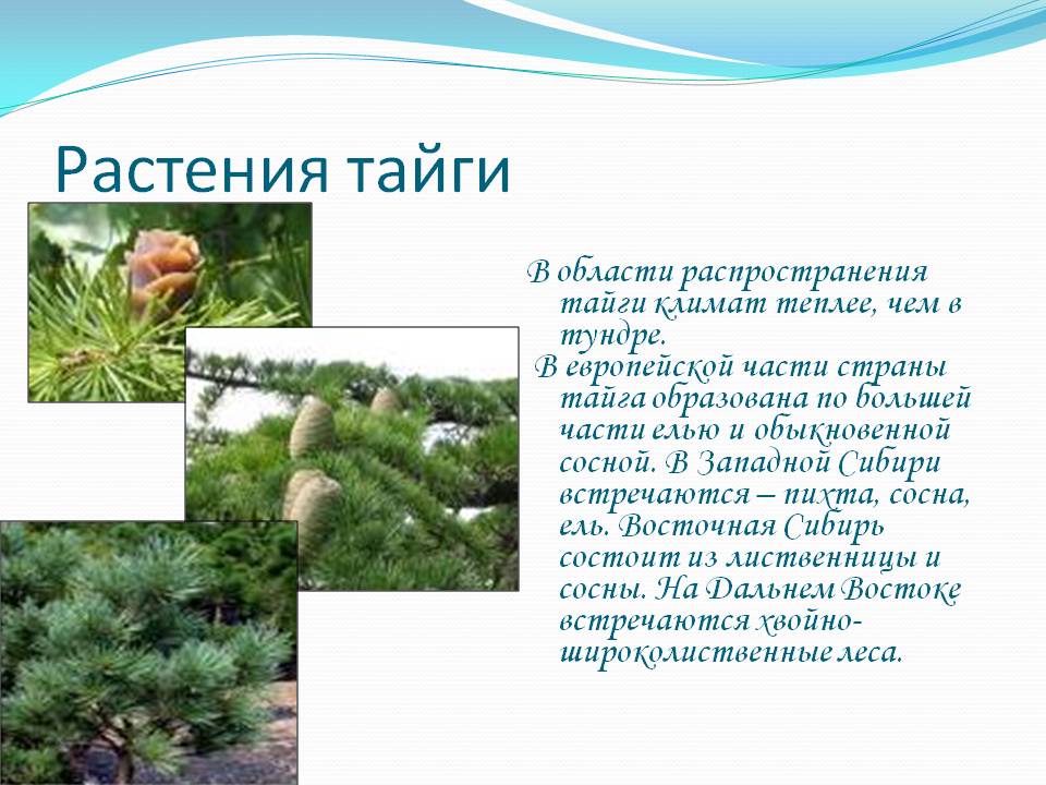 Растения тайги