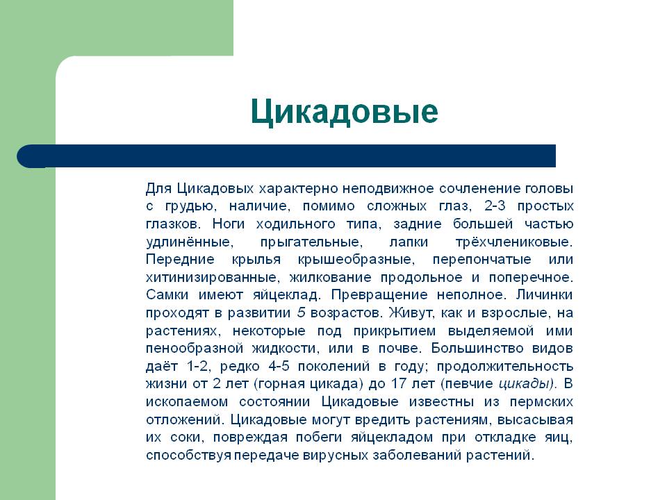 Для Цикадовых характерно неподвижное сочленение головы с грудью