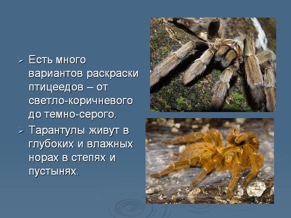 Есть много вариантов раскраски птицеедов