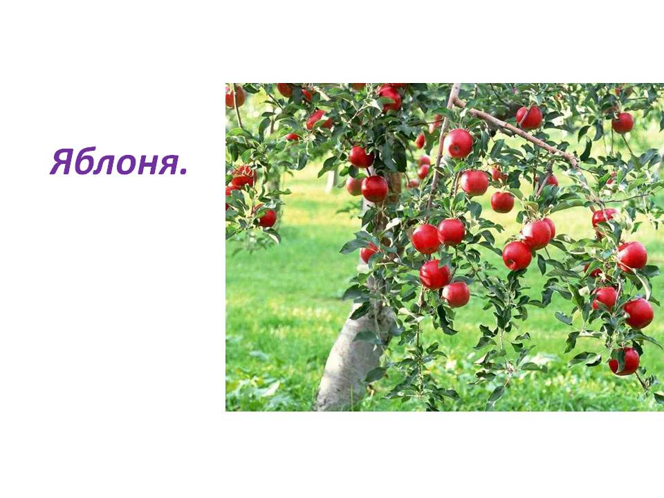 Яблоня