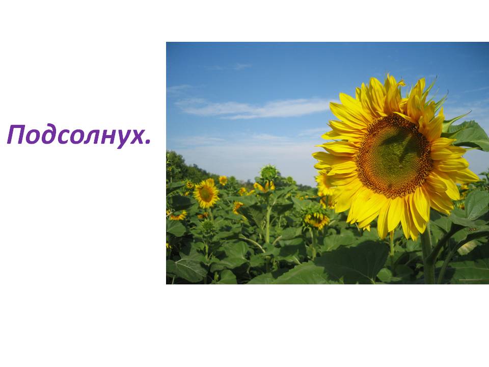 Подсолнух