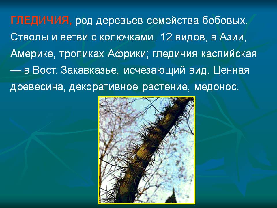 ГЛЕДИЧИЯ, род деревьев семейства бобовых