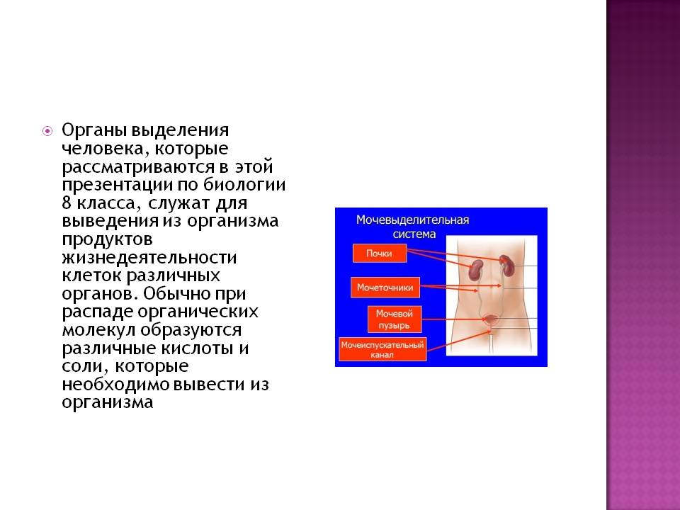 Органы выделения человека