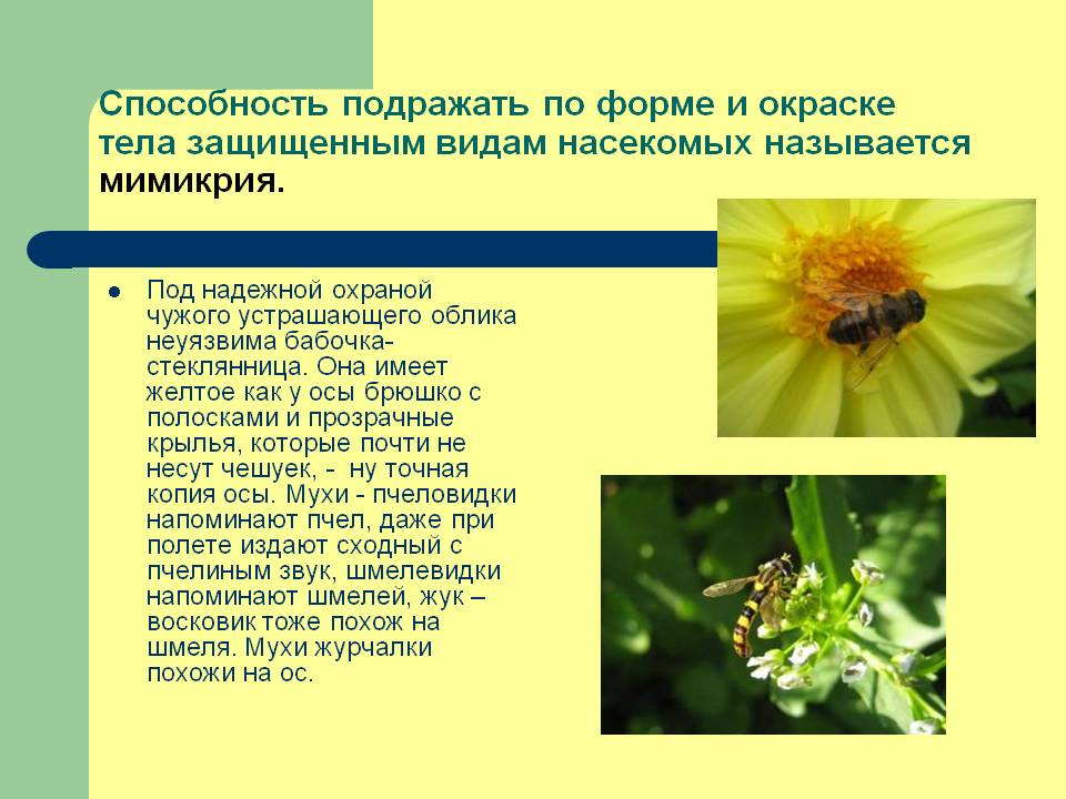 Мимикрия