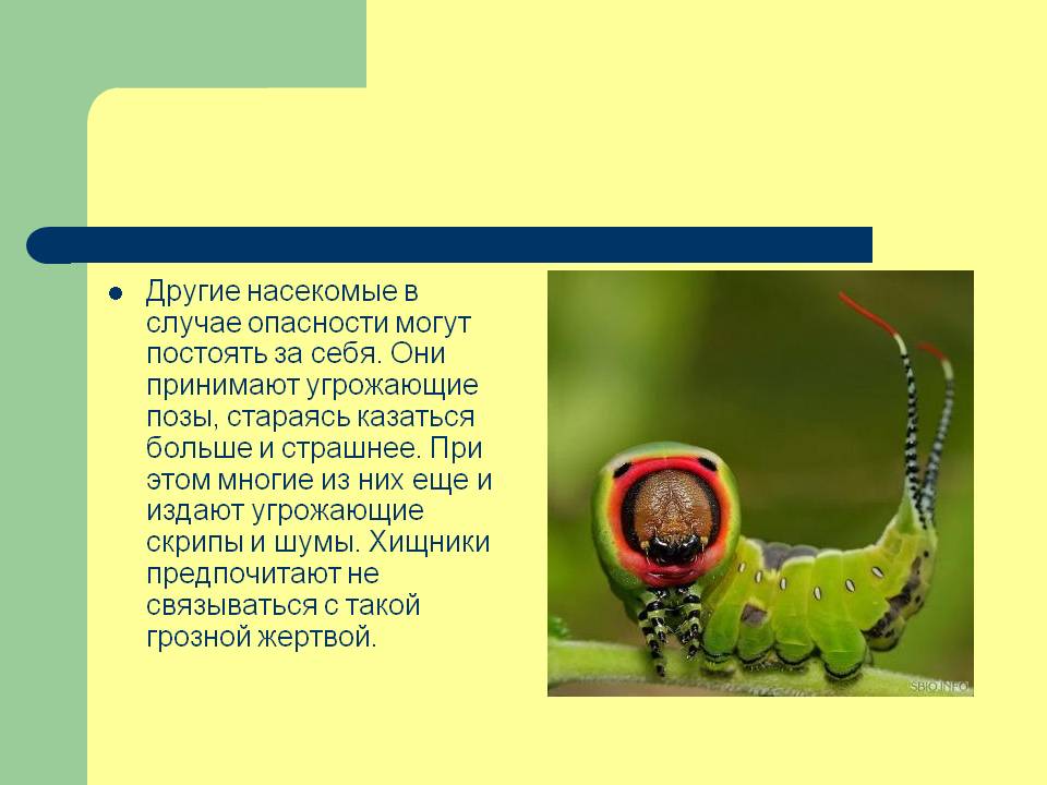 Другие насекомые в случае опасности могут постоять за себя