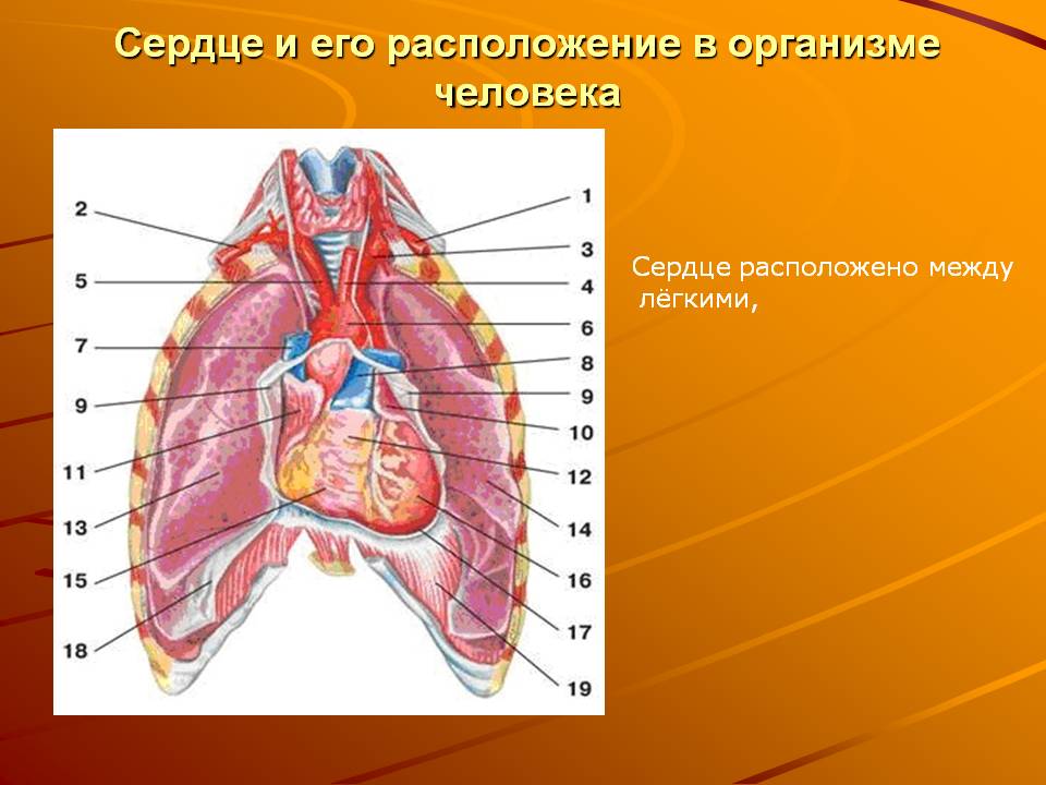 Сердце и его расположение в организме человека
