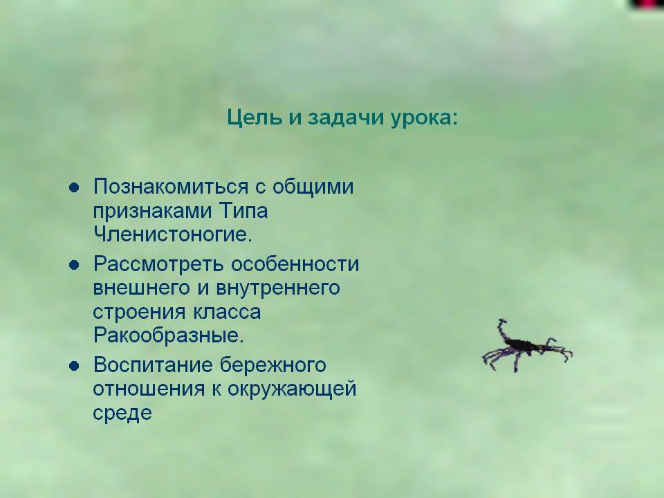 Особенности внешнего и внутреннего строения