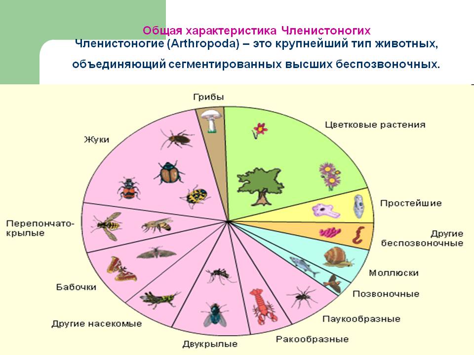 Общая характеристика