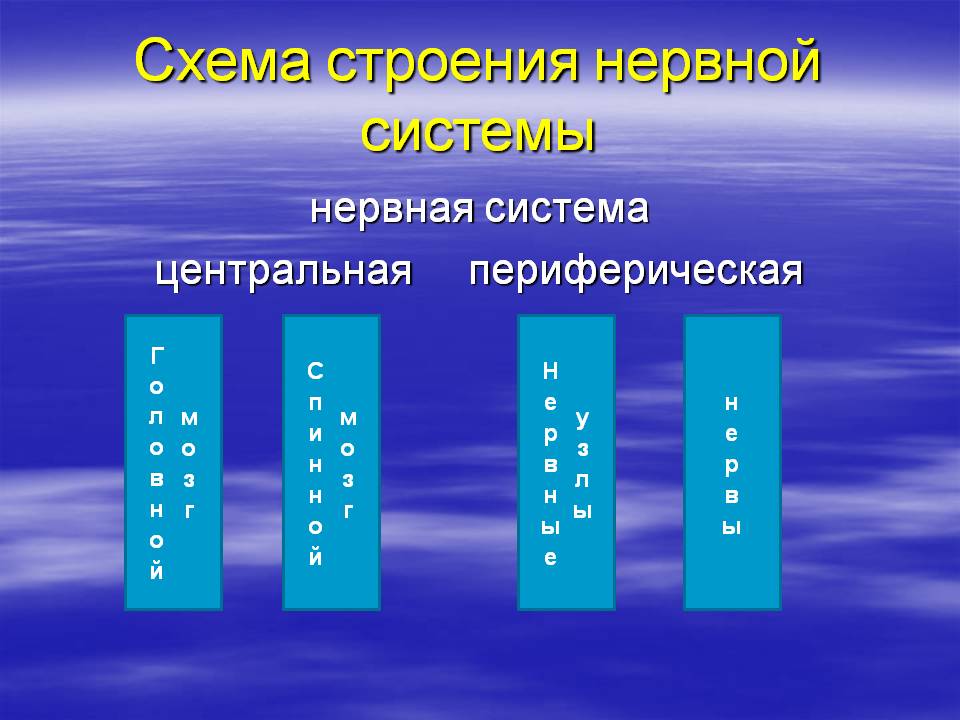 Схема строения нервной системы