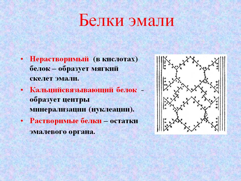 Белки эмали