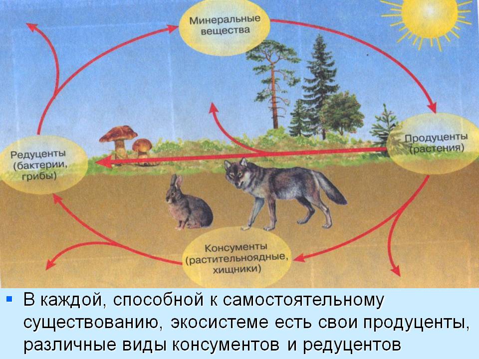 В каждой, способной к самостоятельному существованию, экосистеме есть