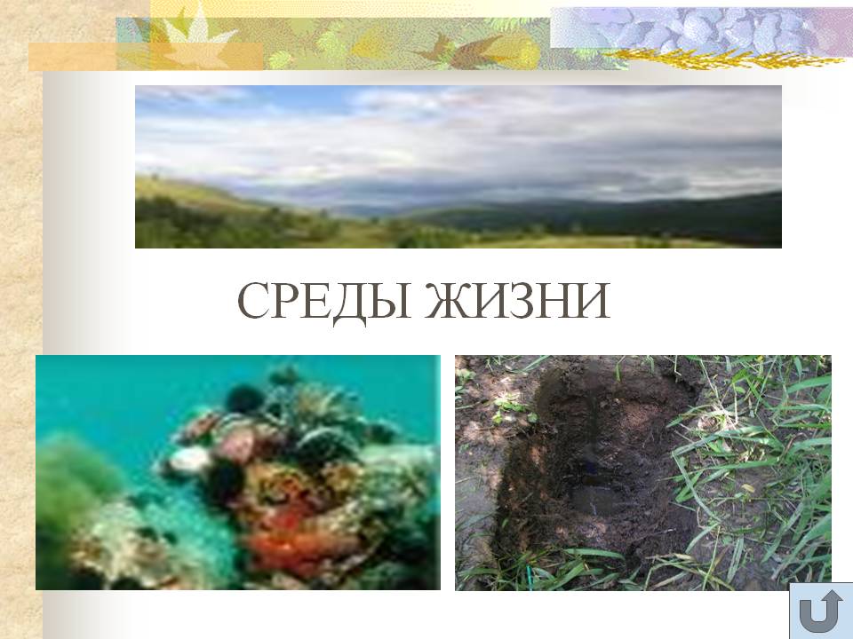 Среды жизни
