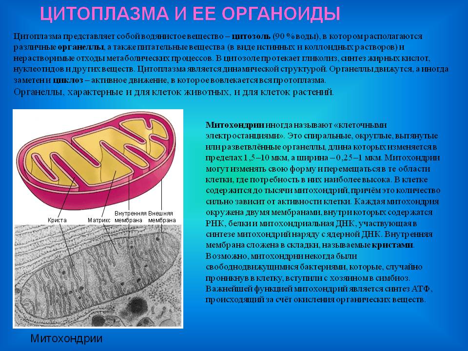 Цитоплазма и ее органоиды