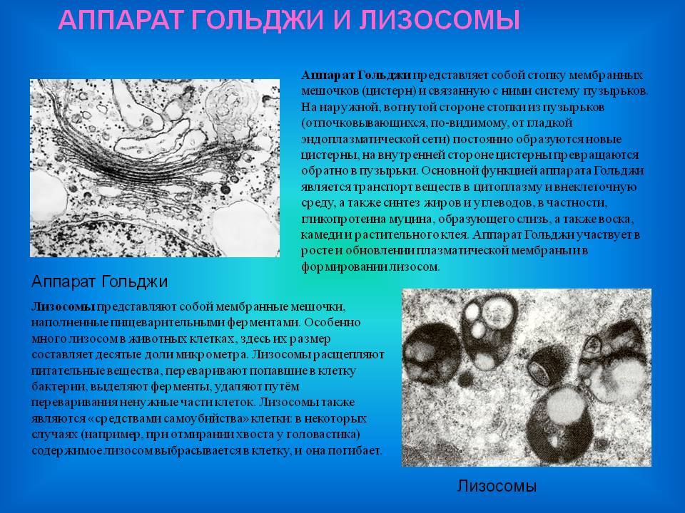 Аппарат гольджи и лизосомы