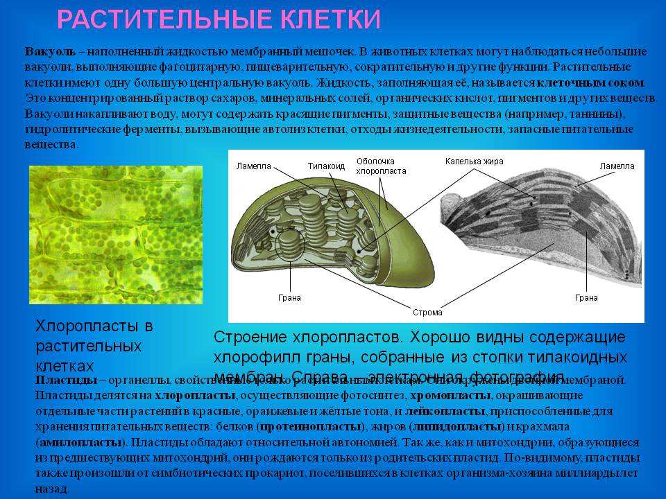 Растительные клетки