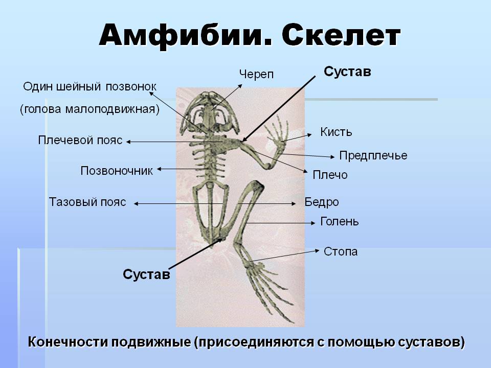 Амфибии