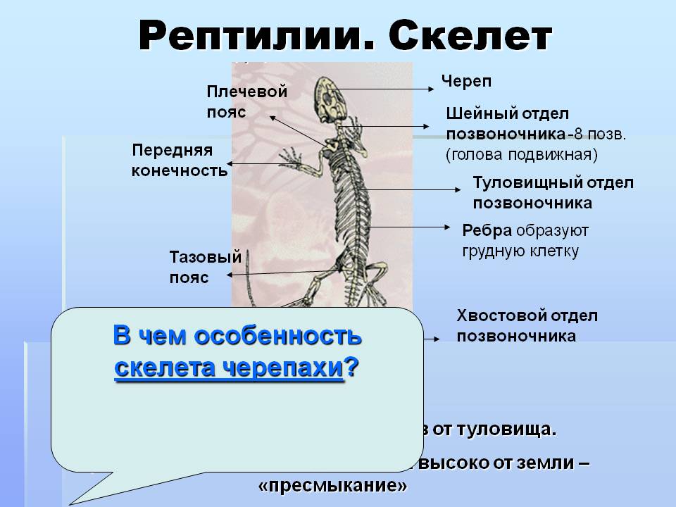 Рептилии