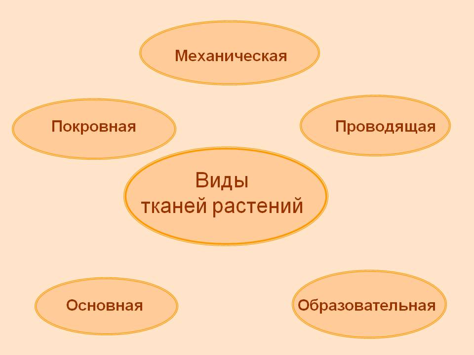 Виды тканей растений