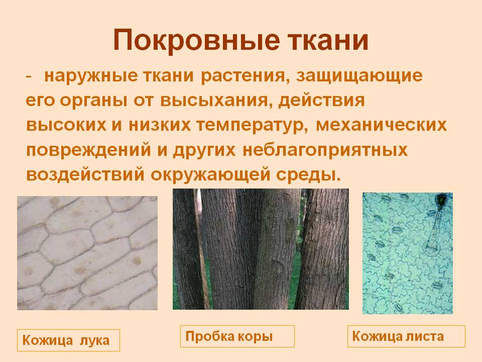 Покровные ткани