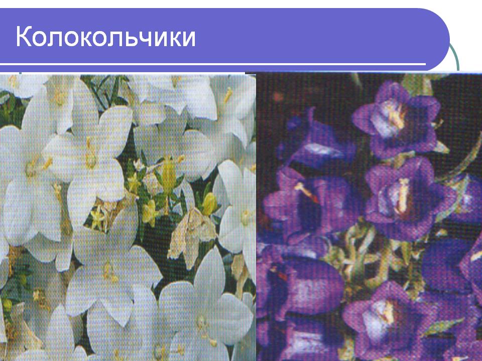 Колокольчики