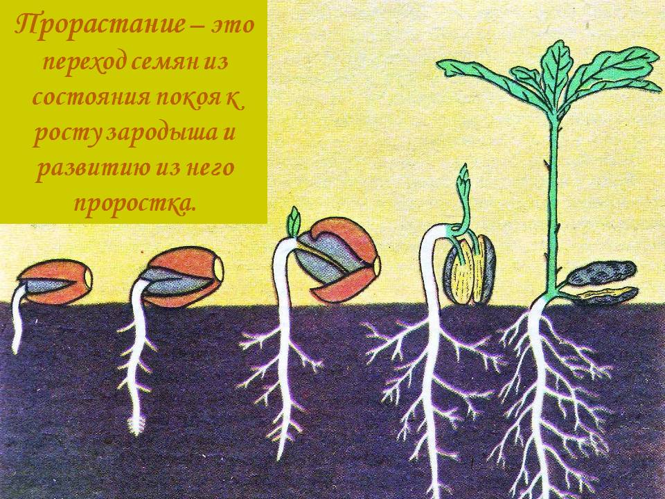 Прорастание