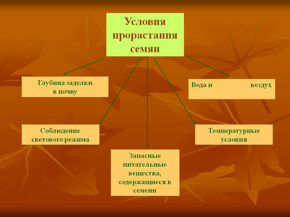 Условия прорастания семян