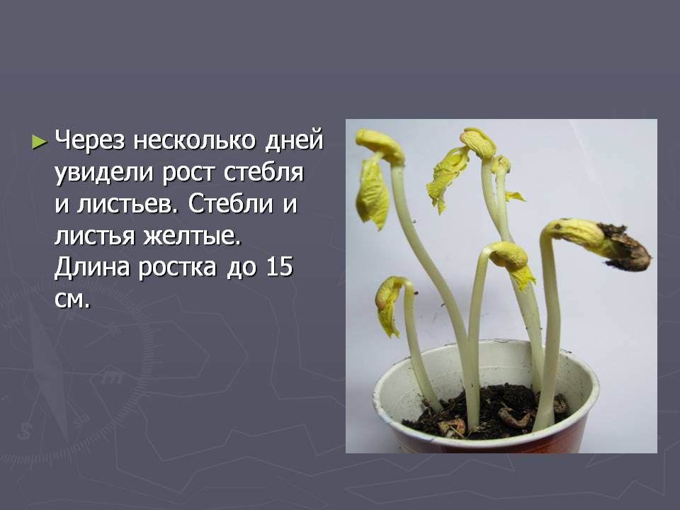 Рост стебля