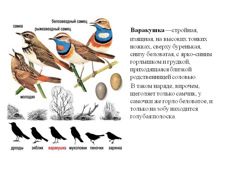 Варакушка —стройная, изящная, на высоких тонких ножках, сверху