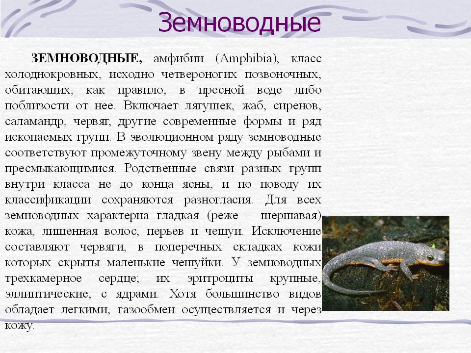 Земноводные