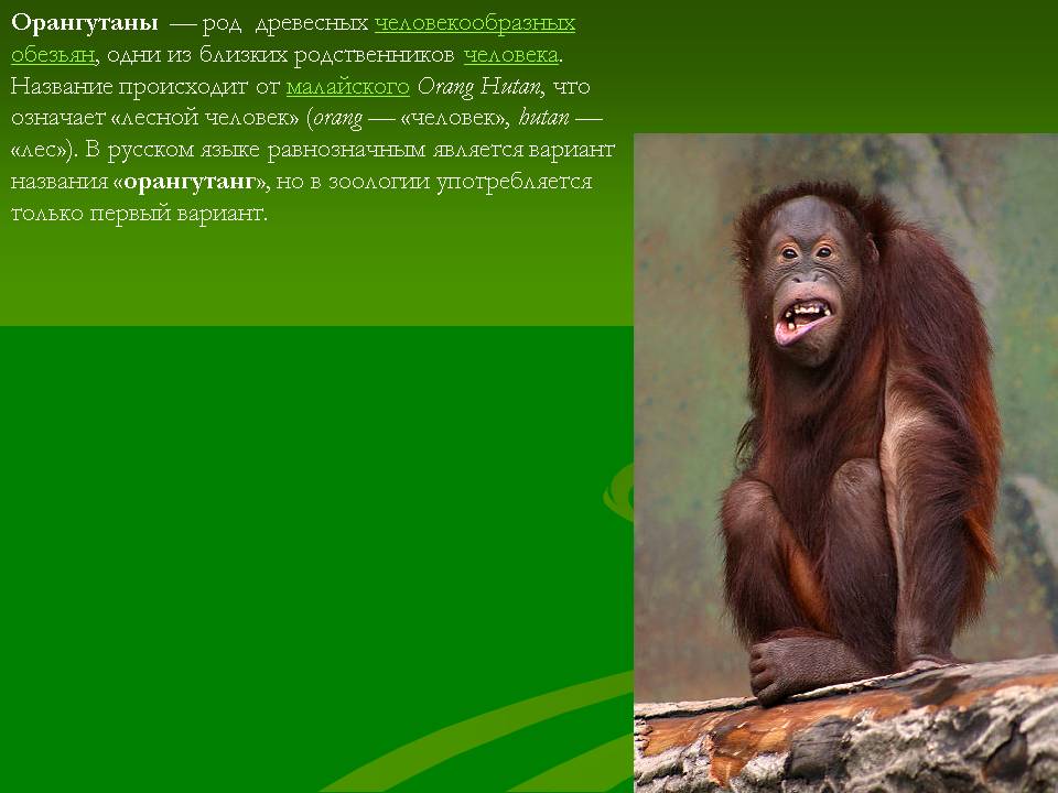 Орангутаны