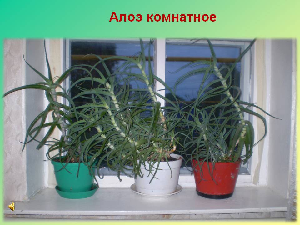 Алоэ комнатное