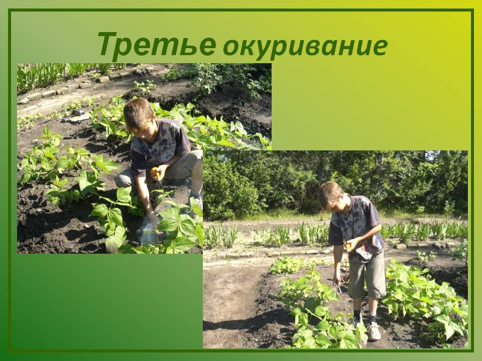 Третье окуривание