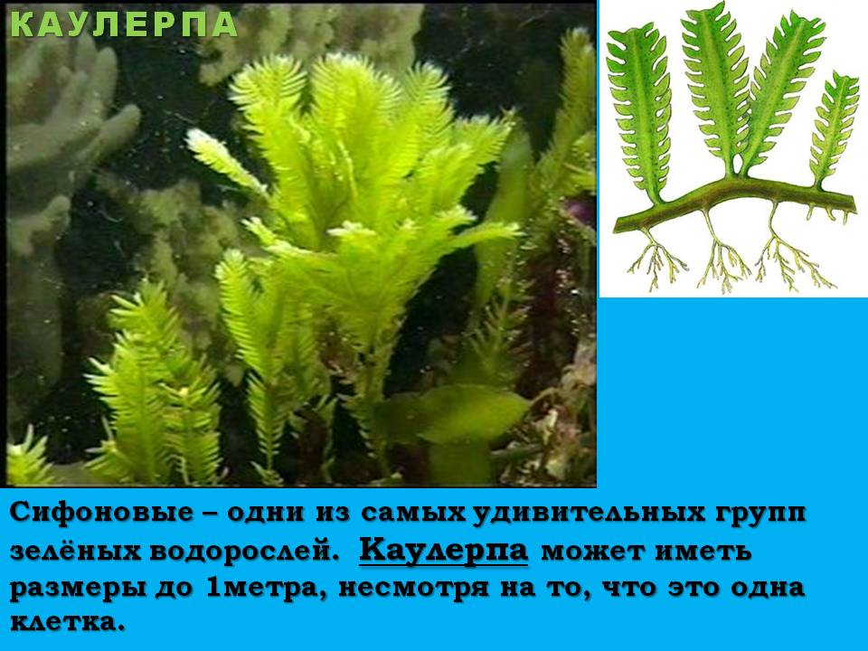 Каулерпа