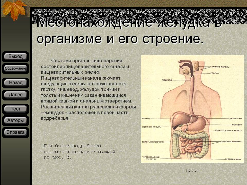 Местонахождение желудка в организме и его строение