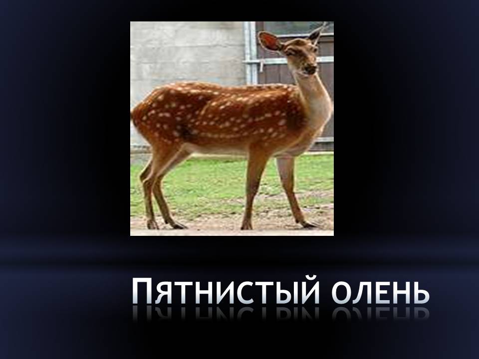 Пятнистый олень