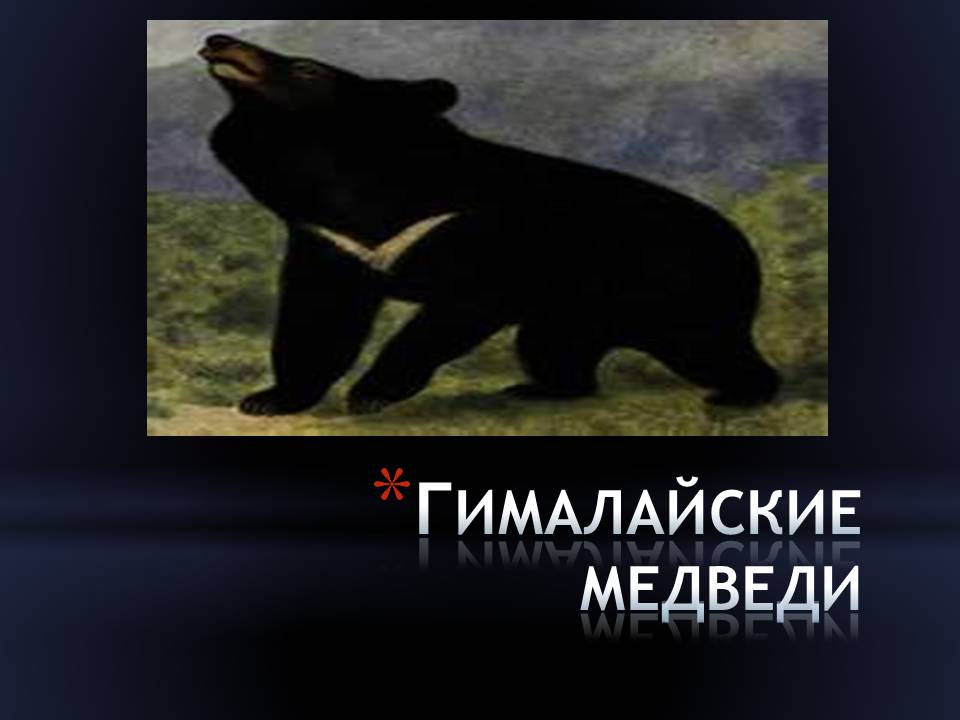 Гималайские медведи